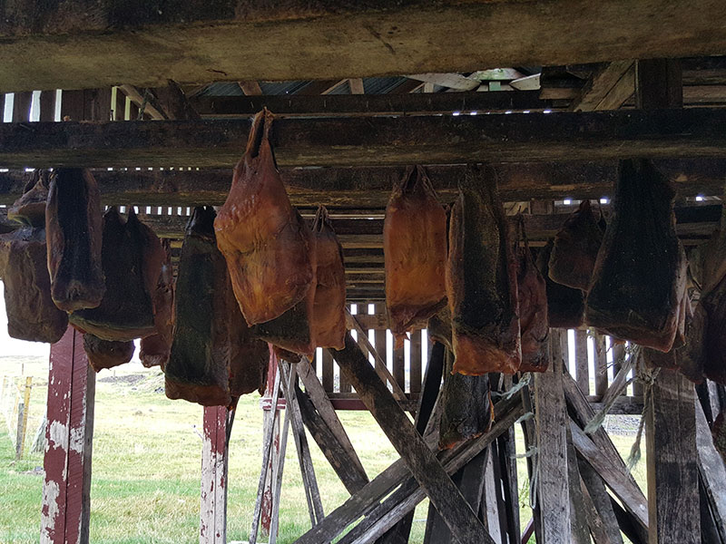 fermentation process of shark meat in bjarnarhofn museum