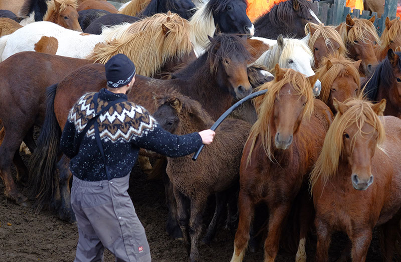 horse gathering in iceland
